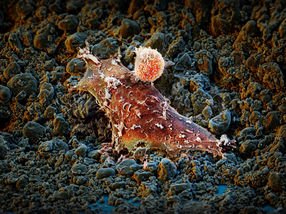 Stronger together: a new fusion protein boosts cancer immunotherapy