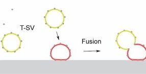 A toxin with a useful twist