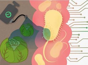 Pesticides and other common chemical pollutants are toxic to our ‘good’ gut bacteria