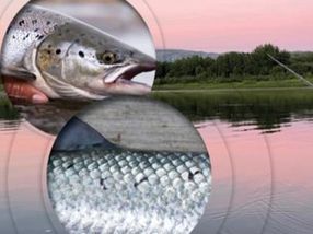 New deep-learning tool can tell if your salmon is wild or farmed