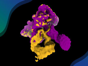 RNA in action: filming a ribozyme’s self-assembly